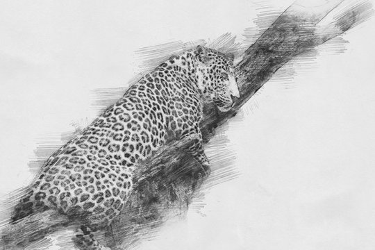 Leopard. Sketch with pencil