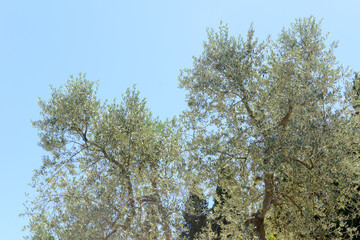 Olive trees near Greve in Chianti on Tuscany