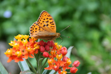 Obraz premium Schmetterling