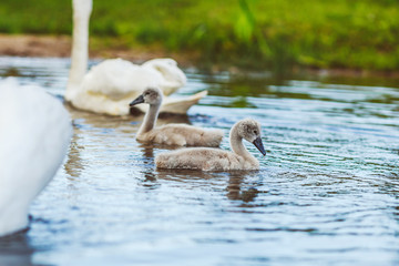Little nestling swans swimming in the lake