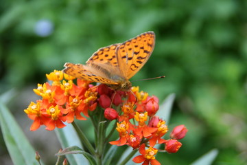 Schmetterling vorn
