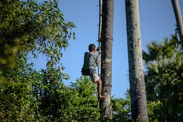 A man climbing to collect sugar palm