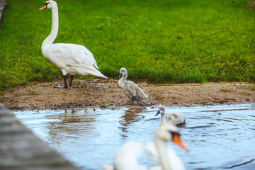 Swans on the lake. Swans with nestlings © A. Aleksandravicius
