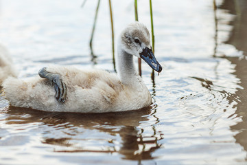 Swans on the lake. Swans with nestlings