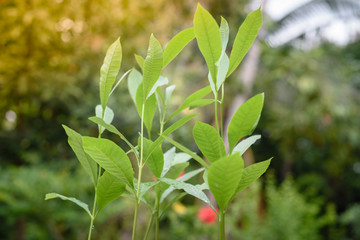 Preparing young plants
