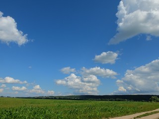 wheat field