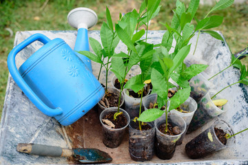 Preparing young plants