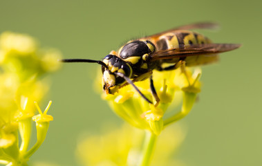 Wasp on yellow flower in nature