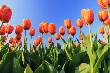 Poster de jardin Tulipe Beautiful close up of orange tulips in the Netherlands in spring against a blue sky