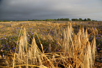 Weizenfeld mit Kornblumen nach Hagel und Sturm im goldenen Abendlicht 