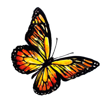 beautiful orange butterfly,watercolor,isolated on a white
