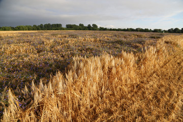 Weizenfeld mit Kornblumen nach Hagel und Sturm im goldenen Abendlicht 