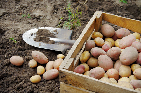 harvesting potatoes on an agricultural field