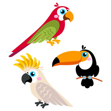 Cartoon parrots set and parrots wild animal birds isolated on white background. Vector illustration