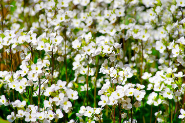 Obraz na płótnie Canvas white meadow flowers with green mood