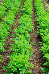 Green potato plant.