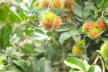 Rambutan farm, rambutan fruits on tree