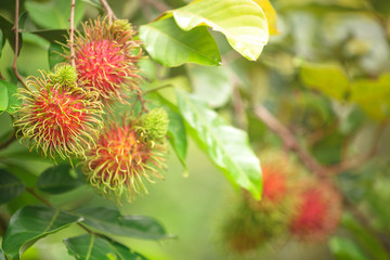 Rambutan farm, rambutan fruits on tree