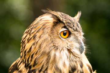 great horned owl portrait looking sideways with one watchful eye