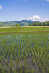 Obraz premium 水田 長野県、信濃大町