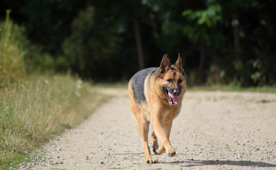 Berger allemand