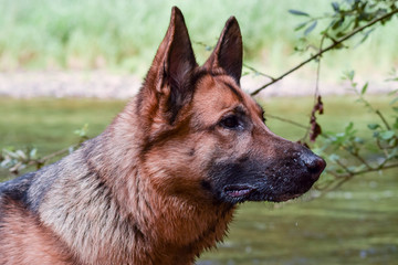 Portrait canin