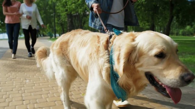 Pleasant boy holdign his dog on the lead