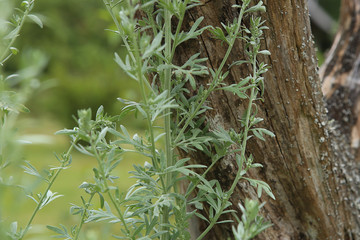 Wormwood Artemisia absinthium in garden.  Wormwood plant used for herbal medicine.