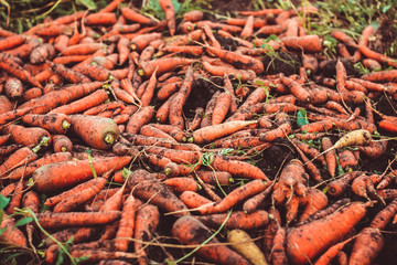Carrots on the ground
