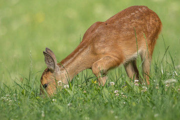 rehe