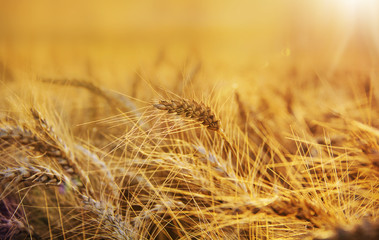 Golden wheat field and sunny day