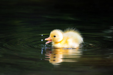 Extremely cute wild duckling (Anas platyrhynchos) in spring in the Netherlands
