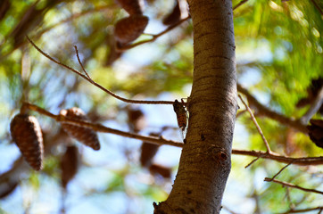 cicada