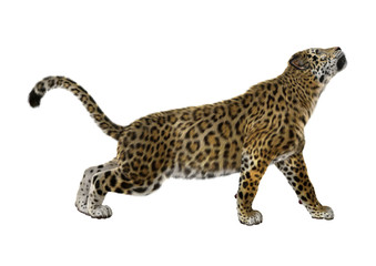 3D Rendering Big Cat Jaguar on White