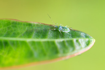Single small Pea Aphid (Acyrthosiphon pisum), or plant lice, on a leaf in the garden
