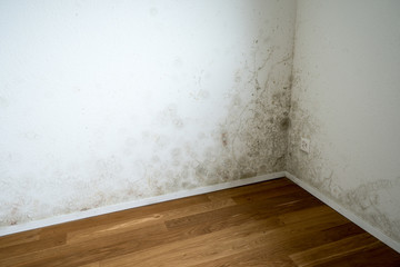 empty room in a new apartment with wooden floors and white walls and a serious mildew and mold...
