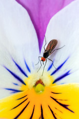 Close up of an Heartsease (Viola tricolor) flower in summer, with a small red-eyed dagger fly on it
