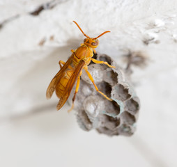 The wasp sits on an aspen