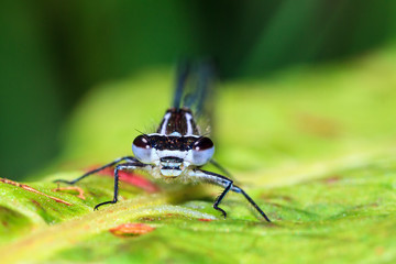 Close up portrait of a beautiful Azure damselfly (Coenagrion puella) in the Netherlands
