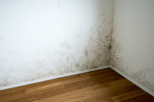 empty room in a new apartment with wooden floors and white walls and a serious mildew and mold problem