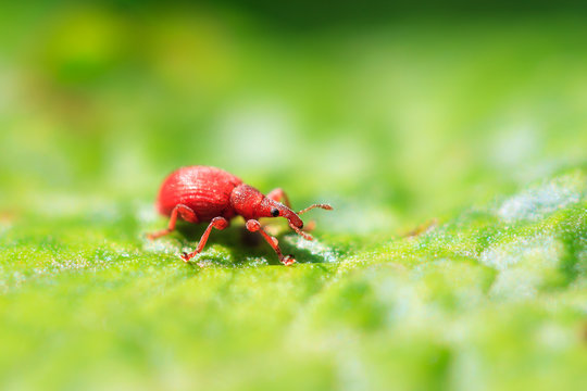Beautiful Red Rumex weevil (Apion frumentarium) on green leaves in the garden in spring
