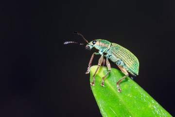 Nettle Weevil (Phyllobius pomaceus) on a green leaf in spring in the garden against a dark...