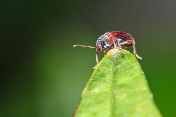 Weevil in the genus Phyllobius (pres. The brown leaf weevil (Phyllobius oblongus) on a leaf
