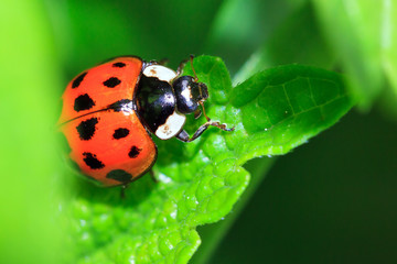 Beautiful ladybug (Coccinella magnifica) in the garden in spring
