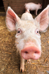 Funny wide angle close up portrait of a cute pig (sus scrofa) and snout