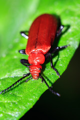 The red-headed or common Cardinal beetle (Pyrochroa serraticornis) on a leaf