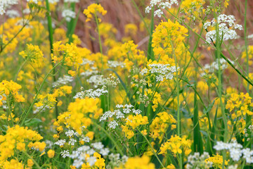 Field of Brassica rapa (aka annual turnip rape, field mustard, bird rape, keblock, and colza) and...