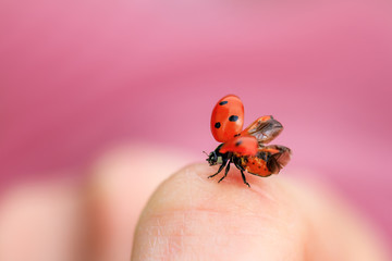 Beautiful ladybug (Coccinella magnifica) taking flight against a pink background - 165550357