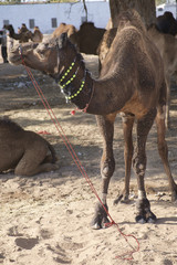 Naklejka premium Nagaur Cattle Fair is a place for the locals to gather, buy and sell their cattle
