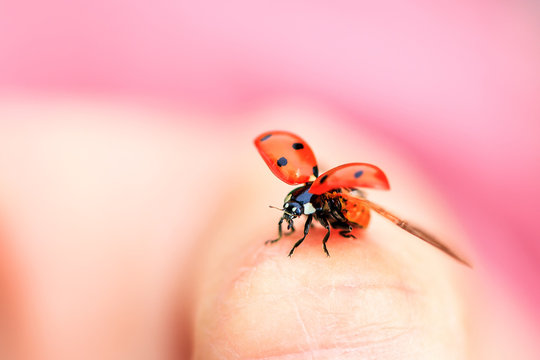 Beautiful ladybug (Coccinella magnifica) taking flight against a pink background